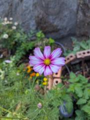 Megan Hanifer-Graven