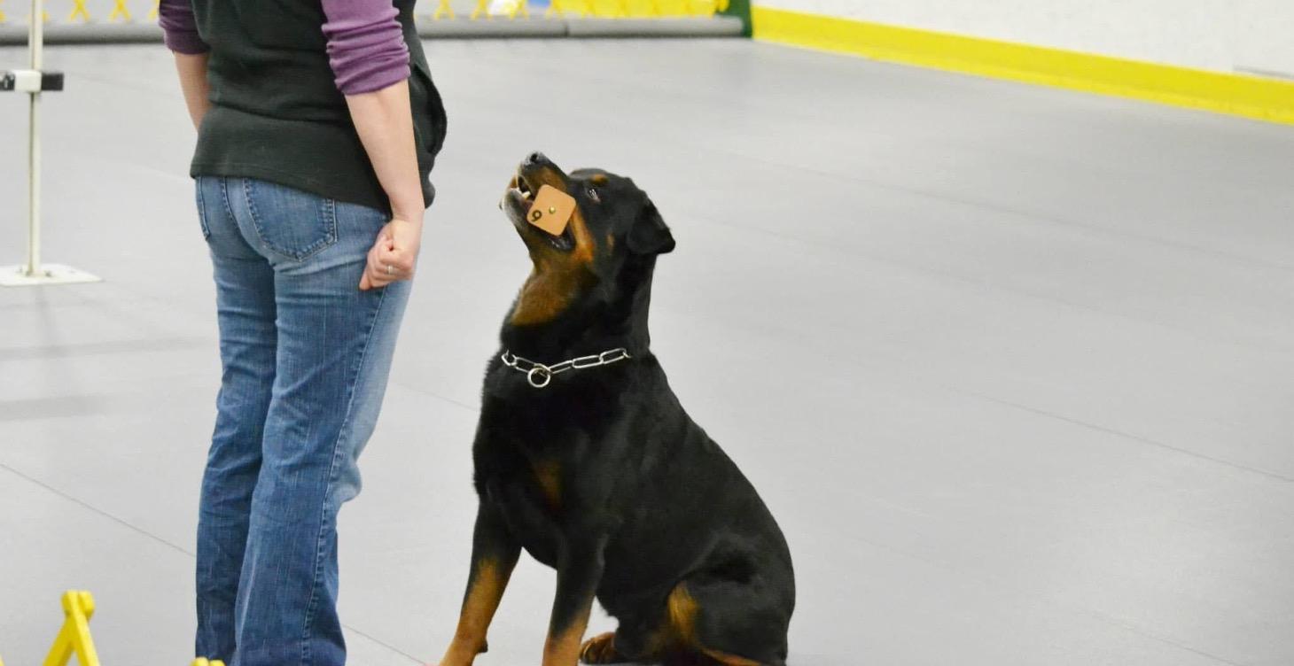 Novice AKC Competition Obedience