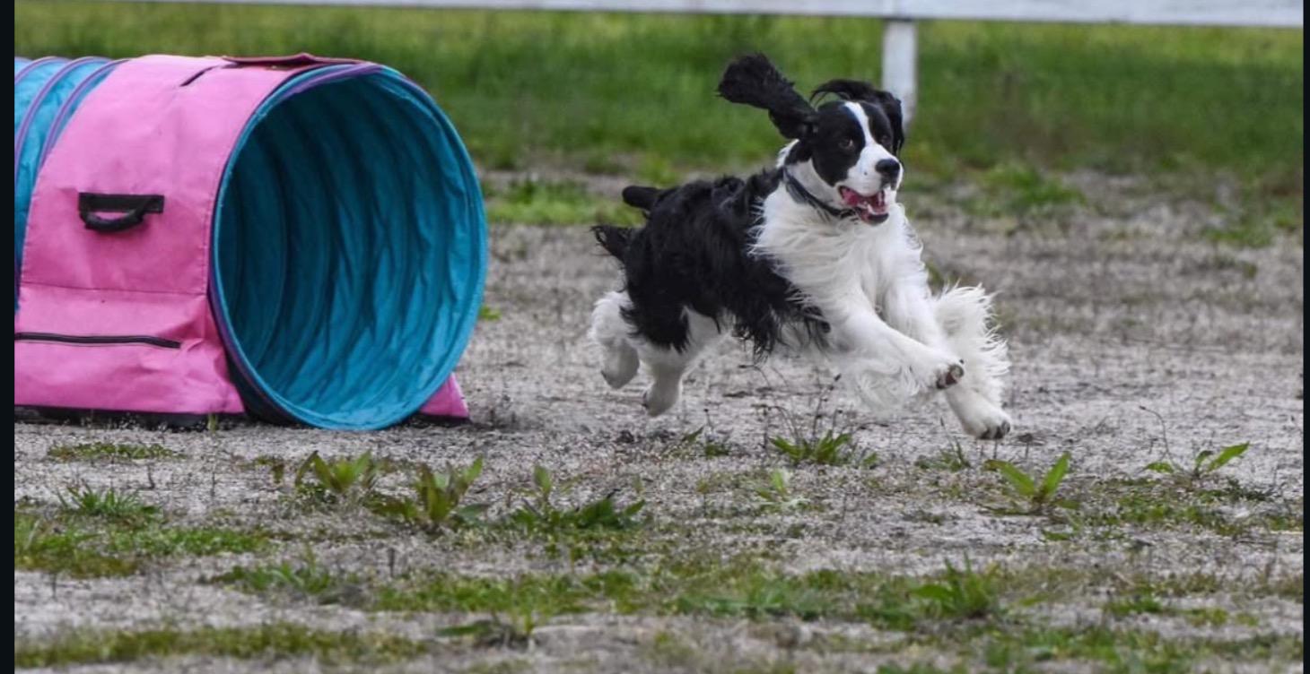 Foundation Agility