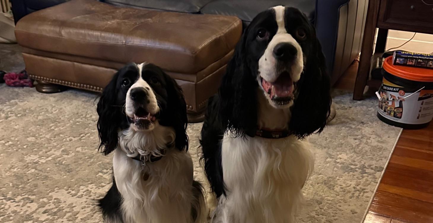 Dog Sport Training Musings