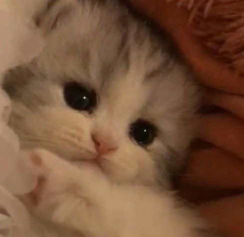 依 恩