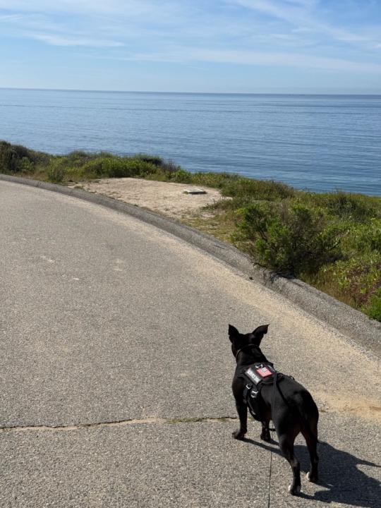 Bella Boo