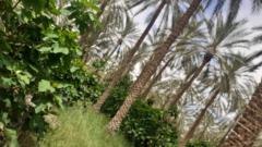 وسام Wissam