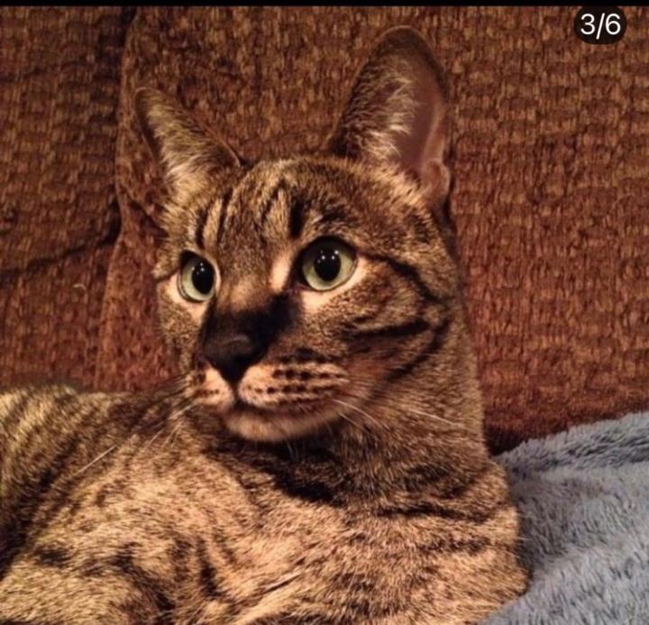 Savannah Cat