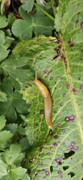 World famous Banana Slug 