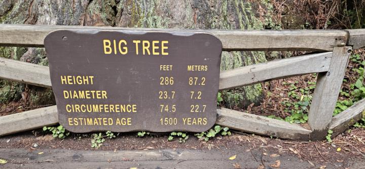 World's biggest tree 
