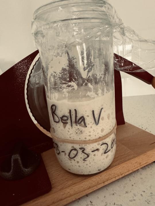 Bella V my beautiful living wild yeast the spore of Vitale 