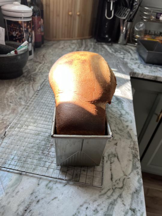 Since changing things up with my starter (feeding twice a day) and thanks to help here understanding peak better, she’s gone nuts. 