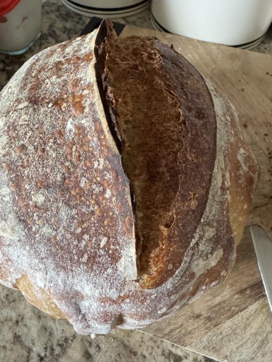 Bad timing to make sourdough