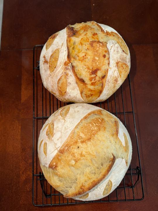 I tried a different, and simple, shaping method, and my loaves are so round! I'm thrilled!