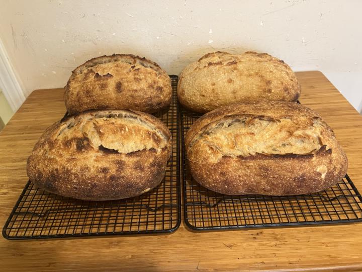 More high hydration dough experiments…