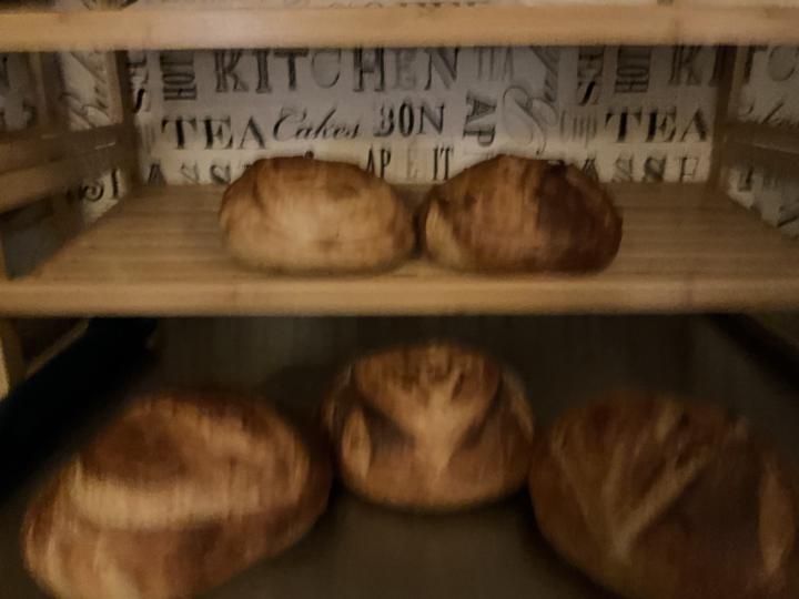 This is my 5 loaf bake of Your First Sourdough Loaf recipe.