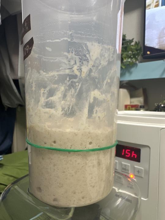 Update on my starter I made from scratch