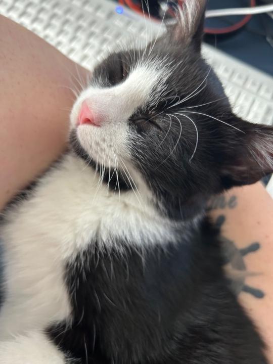 Dietlinde Gassenmaier