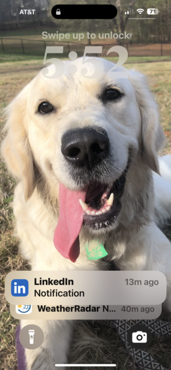 Upload a photo of your pet or a pet you wish you had!  This is Violet.  She def has ADHD too😂