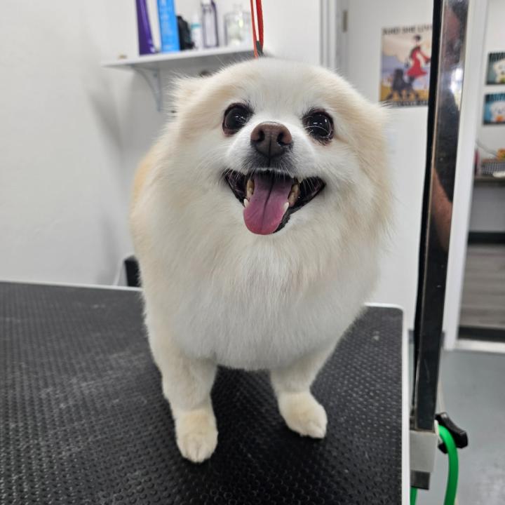 Welcome to the Double Coat Club!