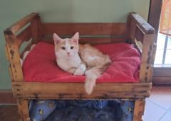 Rosangela Ceccarelli