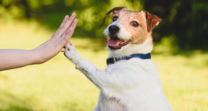 The Pet Parent Academy