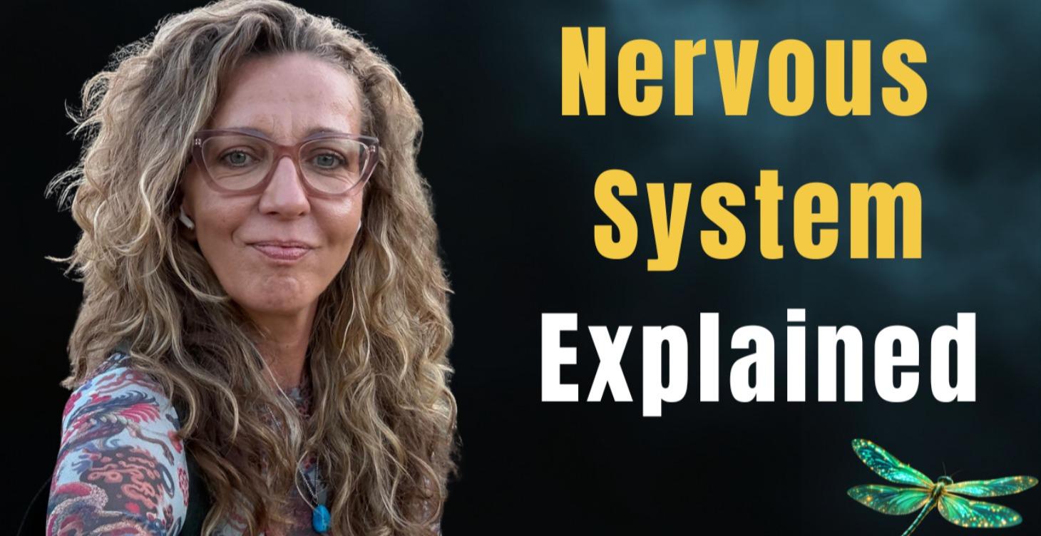 Nervous System For Beginners