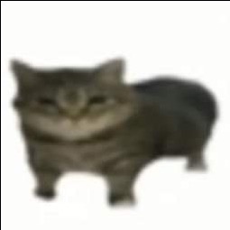 Fried Cat