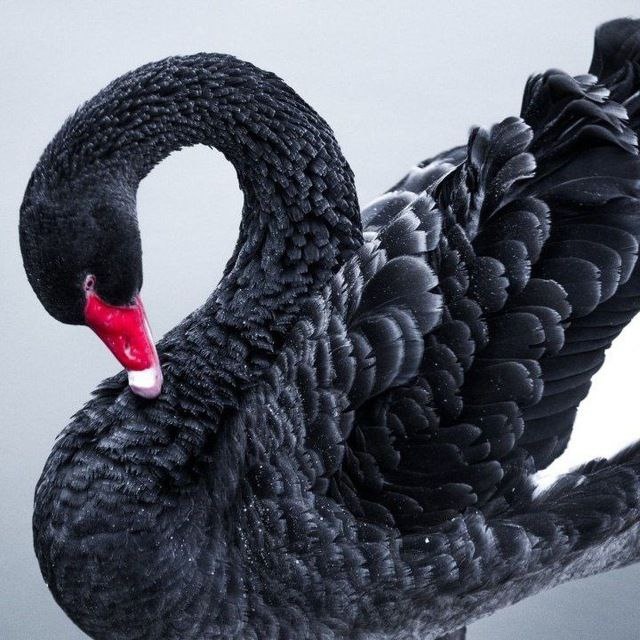 Black Swan