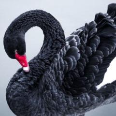 Black Swan