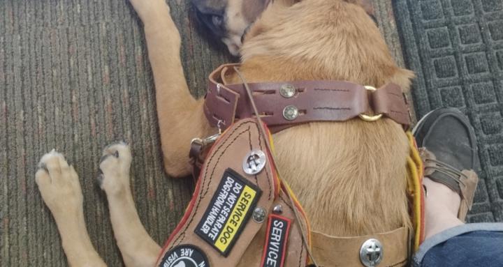 Tiny Giants Service Dogs
