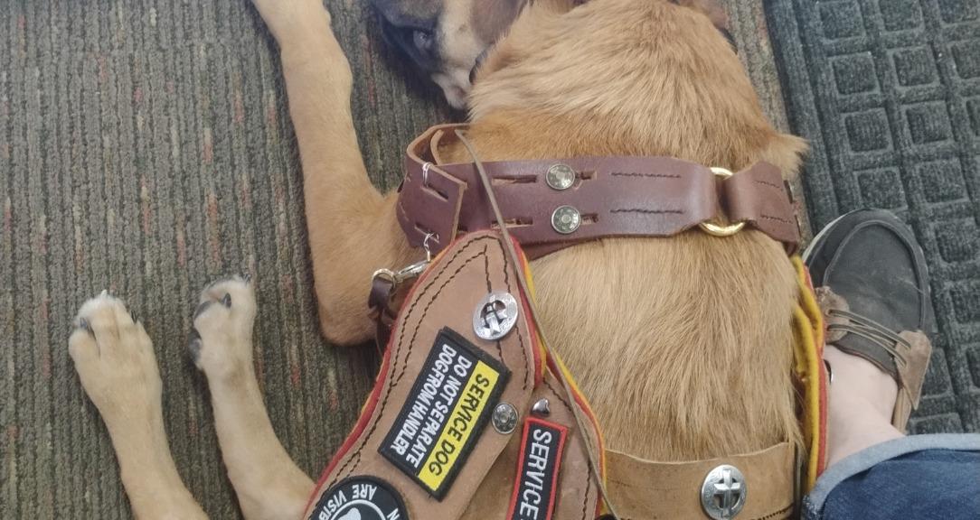 Tiny Giants Service Dogs