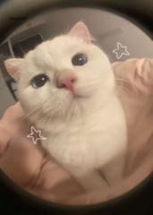 Selem Katte