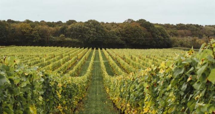 Wine and Wine Tastings