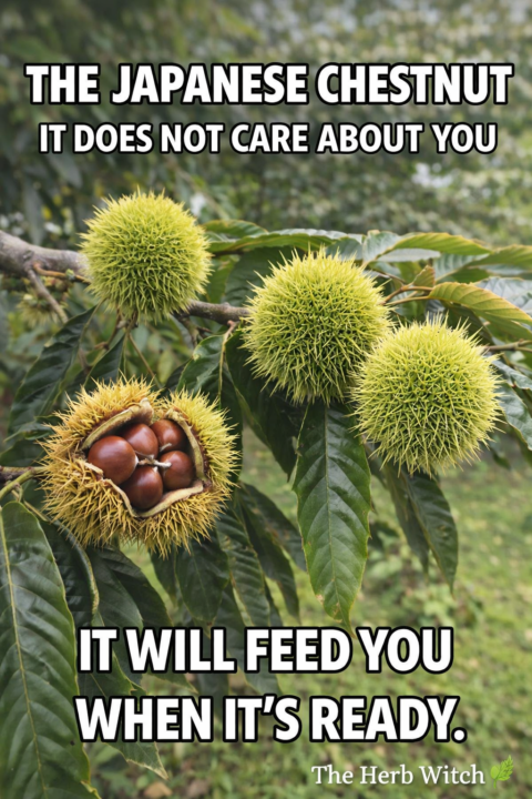 The Japanese Chestnut