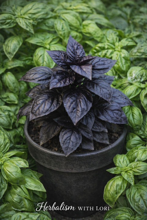 Our sweet Basil Friend