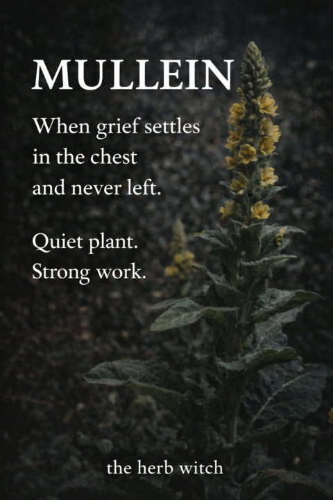MULLEIN