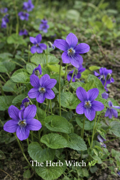 Sweet Violet