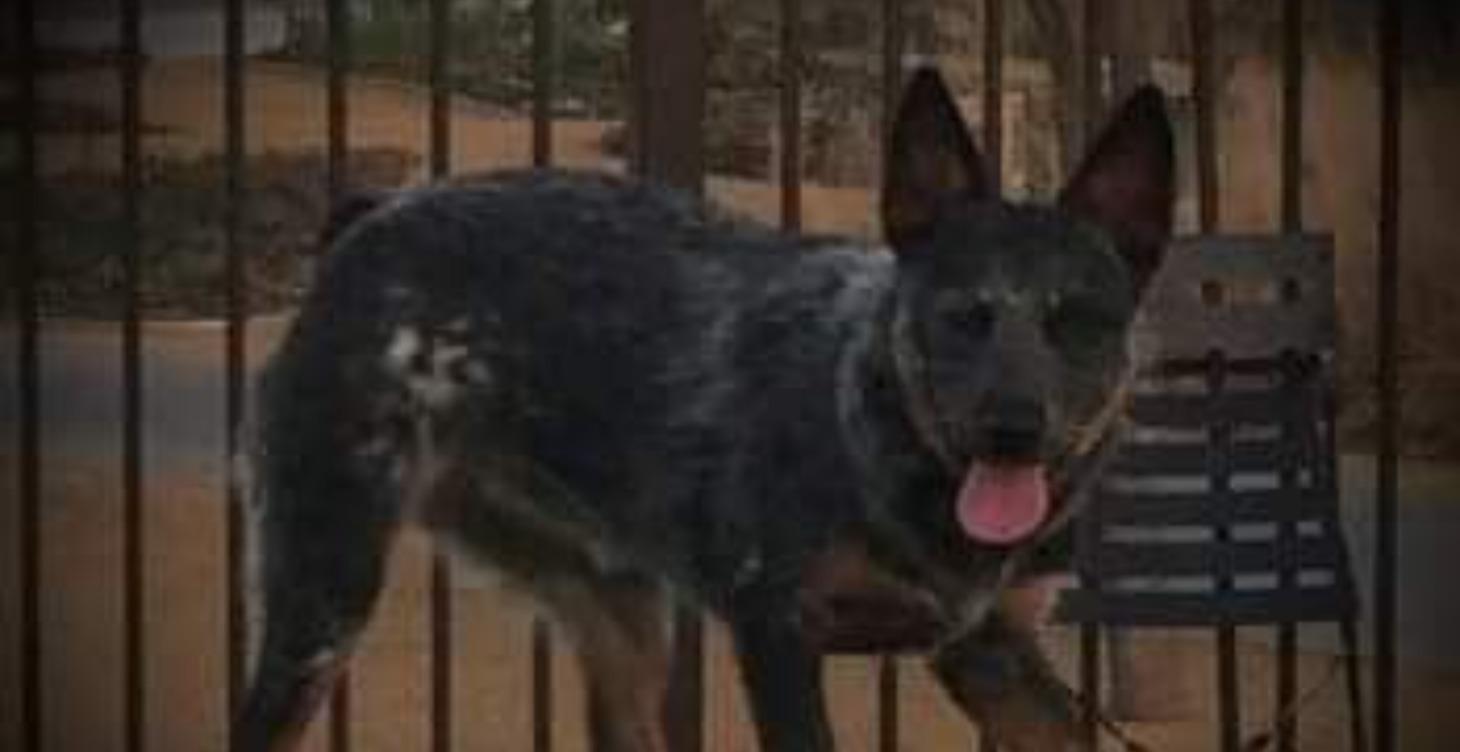 Transporting & Fear Response