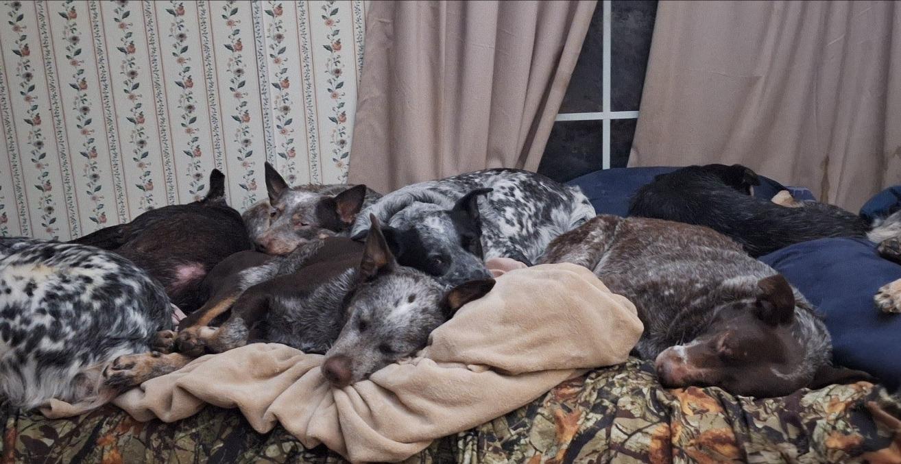 Solar storms and Cattledogs Behavioral Changes