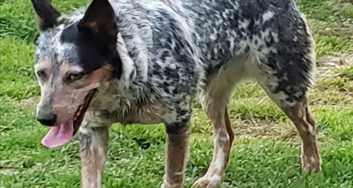 Bear Mountain Cattledogs