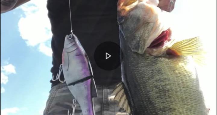 Proffitt's swimbait fishing