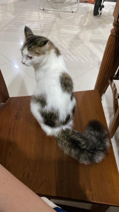 Puteri Z