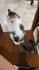 Puteri Z