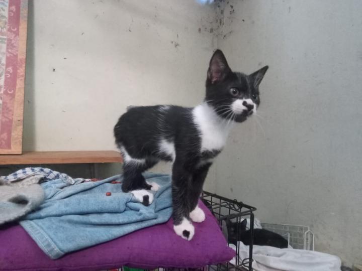 Norma Elizabeth Molina