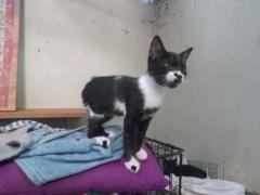 Norma Elizabeth Molina