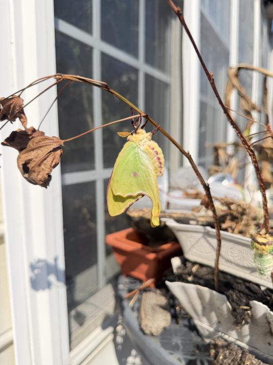 🌙✨ A Small Moment of Magic — Luna Moths Emerging ✨🌙