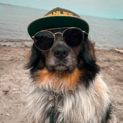 Buddy the Boss