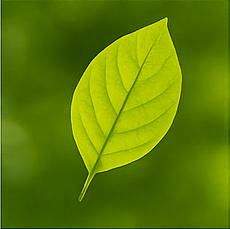 Katarzyna Bakalarz-Korczowska