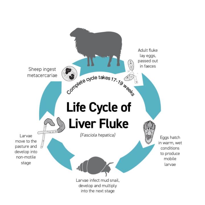 🐑 Case Study: Why Are the Healthy Sheep Dying Overnight?