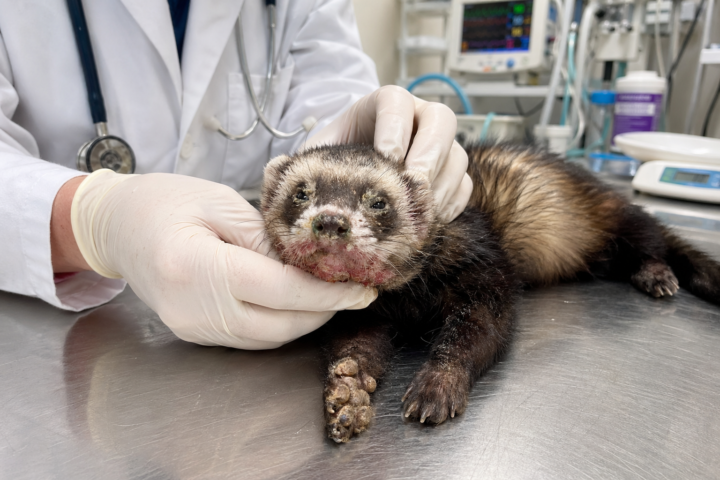 🐾 Case Study: Why Is Peanut’s Face Breaking Out?