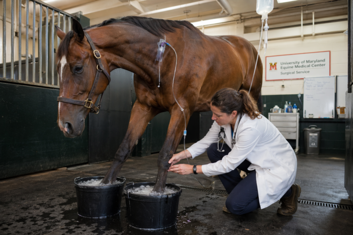 🐴 Case Study: Why Is River Suddenly Refusing to Move?