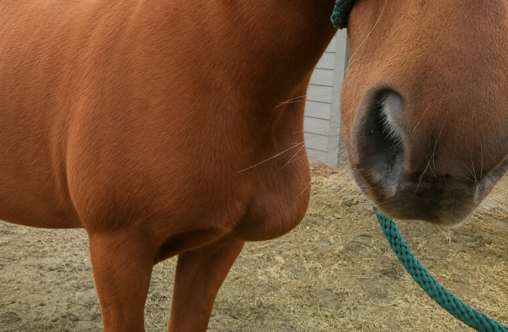 🐴 Case Study: Why Does Maverick Look Like a Pigeon?