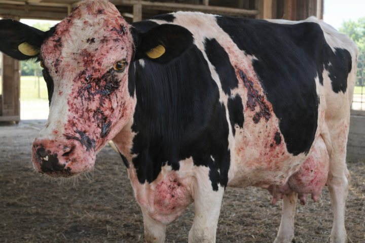 🐄 Case Study: Why Is Bella’s White Skin Falling Off?